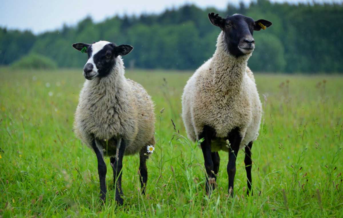 ROMANOV SHEEP PRODUCTION FARM,www.gelecekagro.com.tr, Gelecek Agro, Gelecek Agro Corporate, Gelecek Agro Communication, Gelecek Agro Agricultural Industry, Gelecek Agro Livestock Production, Livestock Production, Gelecek Agro Agricultural Plant Production, Agricultural Plant Production, Gelecek Agro Financial Investment, Gelecek Agro LIVESTOCK PRODUCTION PLANNING, LIVESTOCK PRODUCTION PLANNING, Gelecek Agro LIVESTOCK TECHNOLOGICAL PROJECT DEVELOPMENT SERVICES, TECHNOLOGICAL PROJECT DEVELOPMENT SERVICES, Gelecek Agro AGRICULTURAL PLANT DEVELOPMENT SERVICES FOR THE DEVELOPMENT OF TECHNOLOGICAL AND PRODUCTION DOCUMENTS, OUR SERVICES FOR THE DEVELOPMENT OF TECHNOLOGICAL AND PRODUCTION DOCUMENTS IN AGRICULTURAL PLANT PRODUCTION, SERVICES FOR THE DEVELOPMENT OF THE FINANCIAL MODEL OF A Gelecek Agro INVESTMENT PROJECT, SERVICES FOR THE DEVELOPMENT OF THE FINANCIAL MODEL OF AN INVESTMENT PROJECT, Gelecek Agro BUSINESS PLAN DEVELOPMENT AND INVESTMENT PROJECT PRESENTATION SERVICES, BUSINESS PLAN DEVELOPMENT AND INVESTMENT PROJECT PRESENTATION SERVICES, Gelecek Agro ROMANOV SHEEP PRODUCTION FARM, ROMANOV SHEEP PRODUCTION FARM, Gelecek Agro CATTLE BREEDING, CATTLE BREEDING, Gelecek Agro DAIRY PRODUCTION FARM, DAIRY PRODUCTION FARM, Gelecek Agro CHICKEN FARM INSTALLATION, CHICKEN FARM INSTALLATION, Gelecek Agro GOAT PRODUCTION FARM, GOAT PRODUCTION FARM