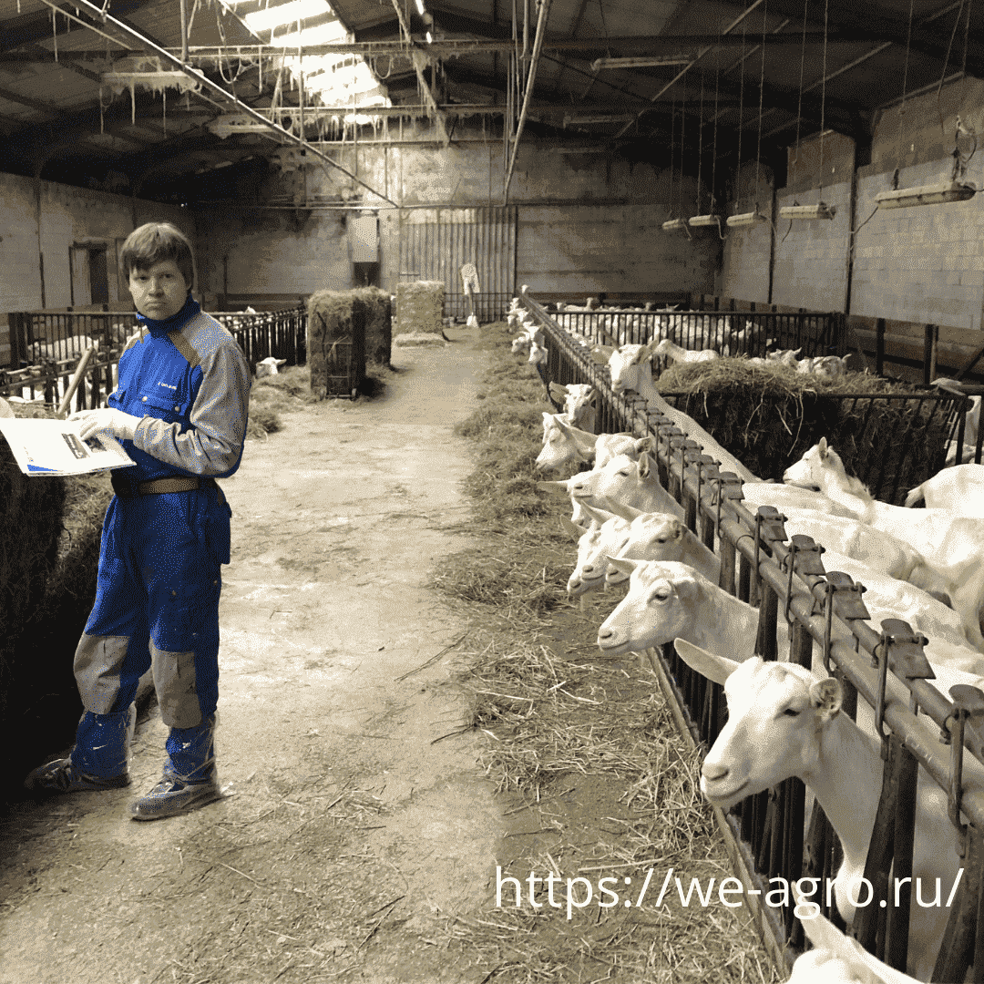 www.gelecekagro.com.tr, Gelecek Agro, Gelecek Agro Corporate, Gelecek Agro Communication, Gelecek Agro Agricultural Industry, Gelecek Agro Livestock Production, Livestock Production, Gelecek Agro Agricultural Plant Production, Agricultural Plant Production, Gelecek Agro Financial Investment, Gelecek Agro LIVESTOCK PRODUCTION PLANNING, LIVESTOCK PRODUCTION PLANNING, Gelecek Agro LIVESTOCK TECHNOLOGICAL PROJECT DEVELOPMENT SERVICES, TECHNOLOGICAL PROJECT DEVELOPMENT SERVICES, Gelecek Agro AGRICULTURAL PLANT DEVELOPMENT SERVICES FOR THE DEVELOPMENT OF TECHNOLOGICAL AND PRODUCTION DOCUMENTS, OUR SERVICES FOR THE DEVELOPMENT OF TECHNOLOGICAL AND PRODUCTION DOCUMENTS IN AGRICULTURAL PLANT PRODUCTION, SERVICES FOR THE DEVELOPMENT OF THE FINANCIAL MODEL OF A Gelecek Agro INVESTMENT PROJECT, SERVICES FOR THE DEVELOPMENT OF THE FINANCIAL MODEL OF AN INVESTMENT PROJECT, Gelecek Agro BUSINESS PLAN DEVELOPMENT AND INVESTMENT PROJECT PRESENTATION SERVICES, BUSINESS PLAN DEVELOPMENT AND INVESTMENT PROJECT PRESENTATION SERVICES, Gelecek Agro ROMANOV SHEEP PRODUCTION FARM, ROMANOV SHEEP PRODUCTION FARM, Gelecek Agro CATTLE BREEDING, CATTLE BREEDING, Gelecek Agro DAIRY PRODUCTION FARM, DAIRY PRODUCTION FARM, Gelecek Agro CHICKEN FARM INSTALLATION, CHICKEN FARM INSTALLATION, Gelecek Agro GOAT PRODUCTION FARM, GOAT PRODUCTION FARM