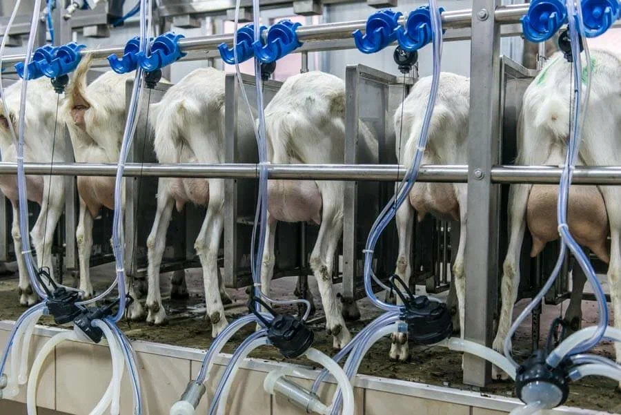 2.000 KÜÇÜK BAŞ KEÇİ,www.gelecekagro.com.tr, Gelecek Agro, Gelecek Agro Kurumsal, Gelecek Agro İletişim, Gelecek Agro Tarım Sanayi, Gelecek Agro Hayvancılık Üretimi, Hayvancılık Üretimi,  Gelecek Agro Tarımsal Bitki Üretimi, Tarımsal Bitki Üretimi, Gelecek Agro Finansal Yatırım, Gelecek Agro HAYVANCILIKTA ÜRETİM PLANLAMASI, HAYVANCILIKTA ÜRETİM PLANLAMASI, Gelecek Agro HAYVANCILIKTA TEKNOLOJİK PROJE GELİŞTİRME HİZMETLERİ, HAYVANCILIKTA TEKNOLOJİK PROJE GELİŞTİRME HİZMETLERİ, Gelecek Agro TARIMSAL BİTKİ ÜRETİMDE TEKNOLOJİK VE ÜRETİM BELGELERİNİN GELİŞTİRİLMESİNE YÖNELİK HİZMETLERİMİZ, TARIMSAL BİTKİ ÜRETİMDE TEKNOLOJİK VE ÜRETİM BELGELERİNİN GELİŞTİRİLMESİNE YÖNELİK HİZMETLERİMİZ, Gelecek Agro BİR YATIRIM PROJESİNİN FİNANSAL MODELİNİN GELİŞTİRİLMESİNE YÖNELİK HİZMETLER, BİR YATIRIM PROJESİNİN FİNANSAL MODELİNİN GELİŞTİRİLMESİNE YÖNELİK HİZMETLER, Gelecek Agro İŞ PLANI GELİŞTİRME VE YATIRIM PROJESİ SUNUM HİZMETLERİ, İŞ PLANI GELİŞTİRME VE YATIRIM PROJESİ SUNUM HİZMETLERİ, Gelecek Agro ROMANOV KOYUNU ÜRETİM ÇİFTLİĞİ, ROMANOV KOYUNU ÜRETİM ÇİFTLİĞİ, Gelecek Agro BÜYÜKBAŞ HAYVAN YETİŞTİRİCİLİĞİ, BÜYÜKBAŞ HAYVAN YETİŞTİRİCİLİĞİ, Gelecek Agro SÜT ÜRETİM ÇİFTLİĞİ, SÜT ÜRETİM ÇİFTLİĞİ, Gelecek Agro TAVUK ÇİFTLİĞİ KURULUMU, TAVUK ÇİFTLİĞİ KURULUMU, Gelecek Agro KEÇİ ÜRETİM ÇİFTLİĞİ, KEÇİ ÜRETİM ÇİFTLİĞİ